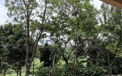 Faber Crest (D5), Condominium #548518341